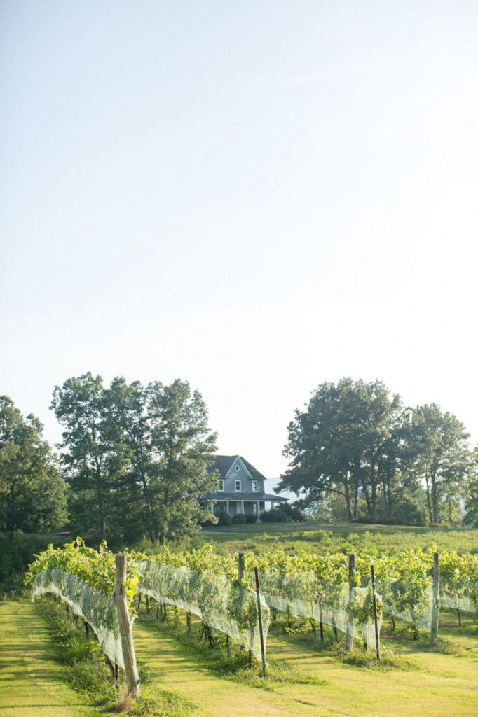 mountfairvineyard_0054